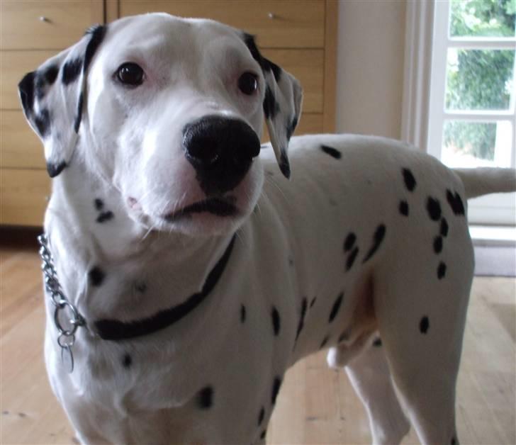 Dalmatiner Rico billede 12