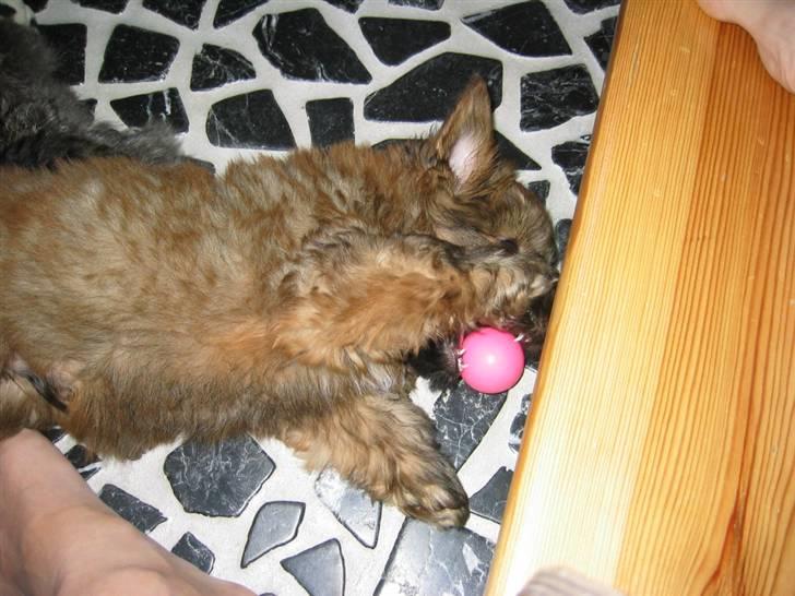 Norfolk terrier Skipper - Den lyserøde bold skal dø! den er pige farvet! billede 16