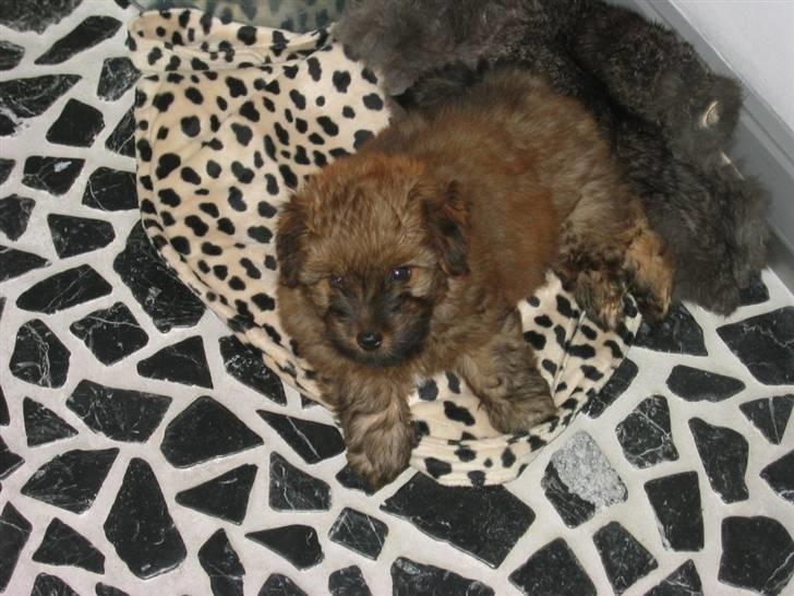 Norfolk terrier Skipper - gå nu væk skal sove nu dumme kamera monster billede 17