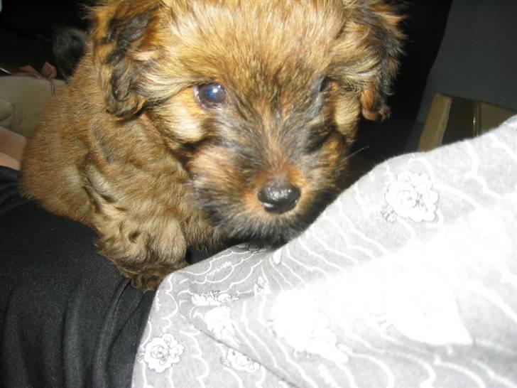 Norfolk terrier Skipper - vil du ikke nok kramme mig? billede 18