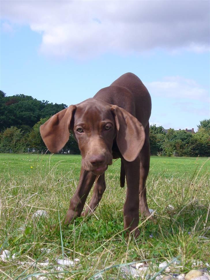 Blanding af racer Killa Starscream billede 5