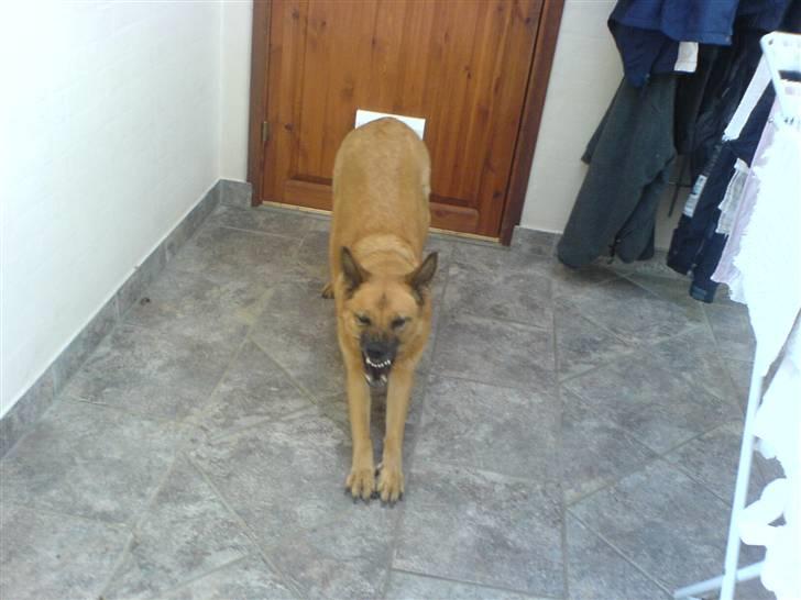 Schæferhund tinka - død -Aflivet billede 5
