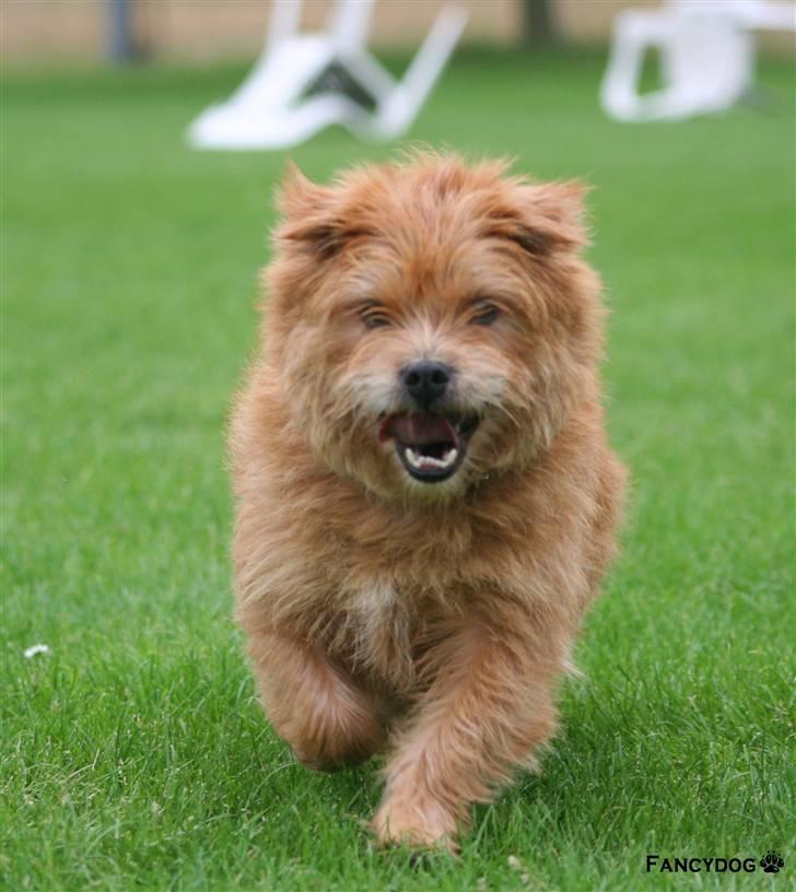 Blanding af racer Møffe  - Se lige hvor stærkt jeg kan løbe... billede 13