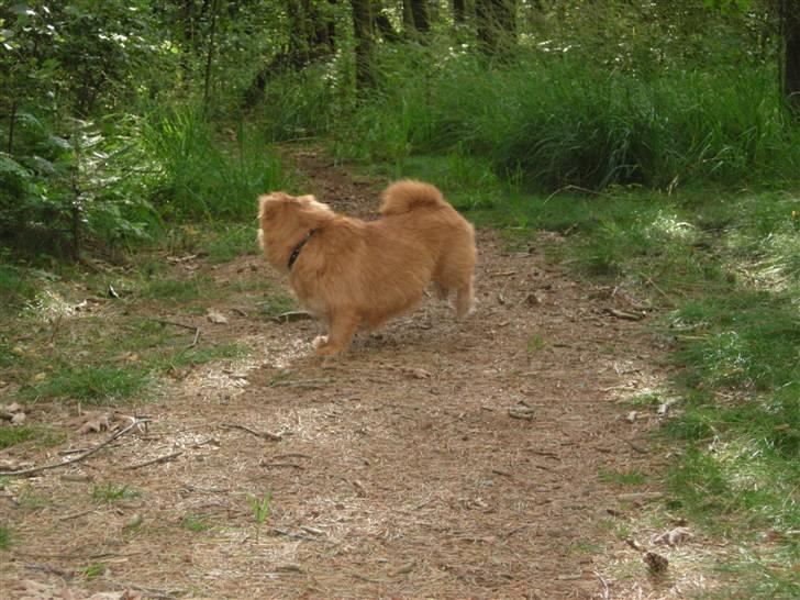 Blanding af racer Møffe  - Stooop, glemte at snuse til noget derovre... billede 14
