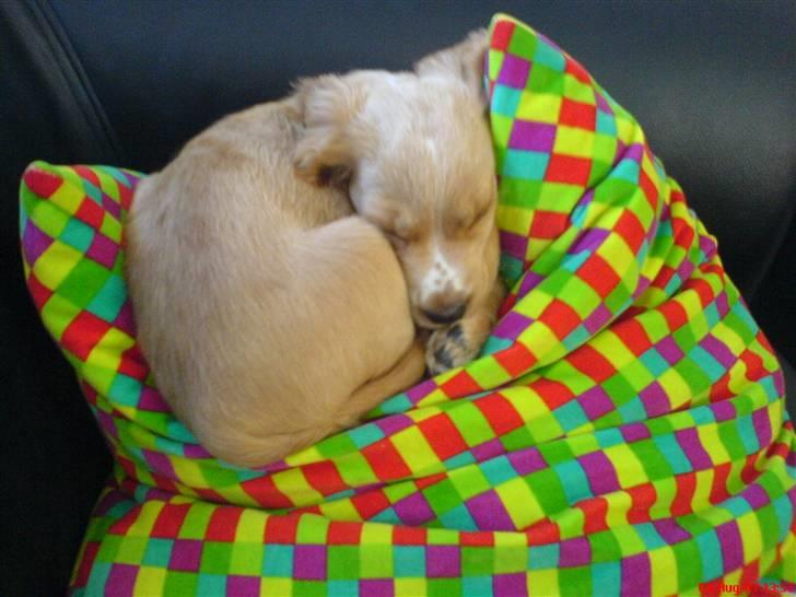 Cocker spaniel Silva - Hygge hunden billede 1