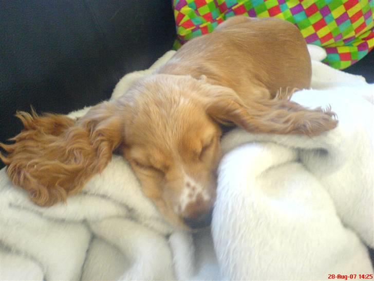 Cocker spaniel Silva - Så er den bette gået kold billede 2