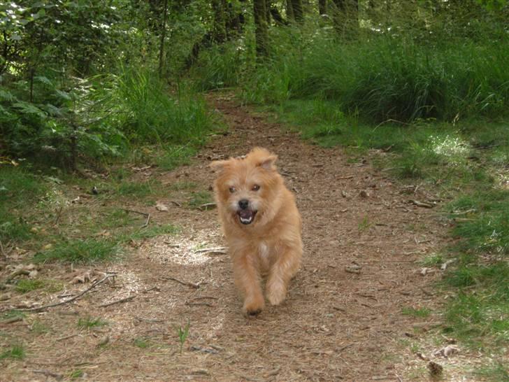 Blanding af racer Møffe  - Nå, det var ikke så spændende, videre igen billede 15