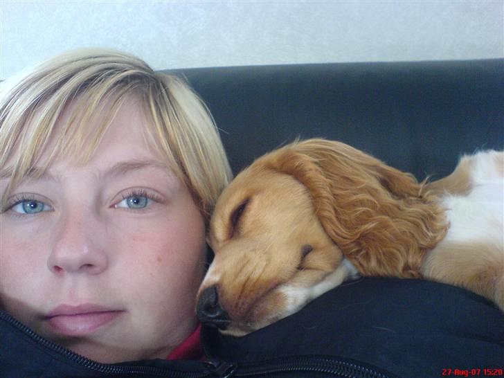 Cocker spaniel Silva - Så hygger vi billede 3