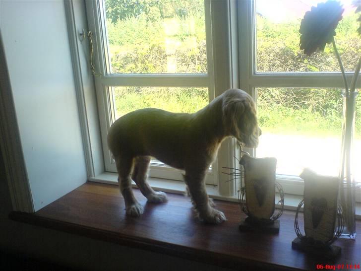 Cocker spaniel Silva - Vindus kigger billede 4