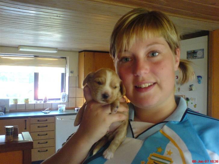 Cocker spaniel Silva - Da hun var helt lille  billede 5