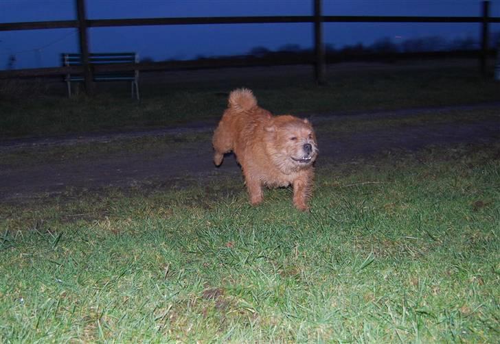 Blanding af racer Møffe  - jaja -man kan jo ikke både løbe og se pæn ud på en gang vel? billede 16