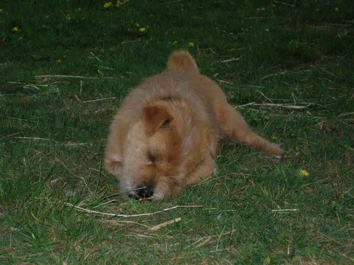 Blanding af racer Møffe  - puha, nu trænger jeg godt nok til en lur billede 17