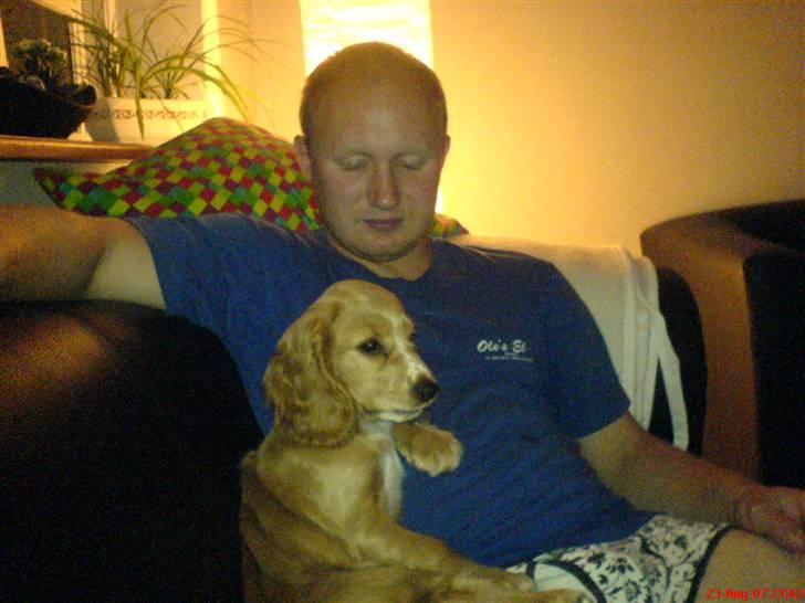 Cocker spaniel Silva - Ser fjernsyn sammen med farmand billede 6