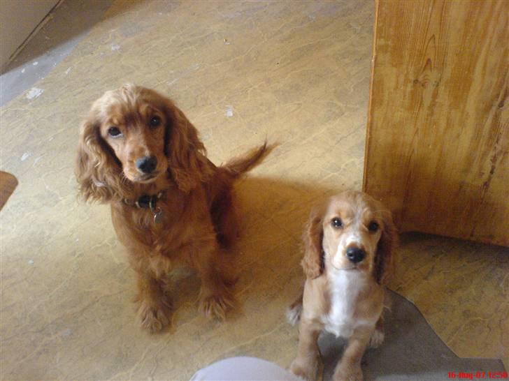 Cocker spaniel Silva - Silva sammen med sin mor billede 7