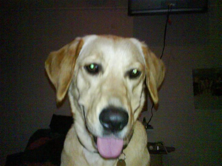 Golden retriever Molly billede 13