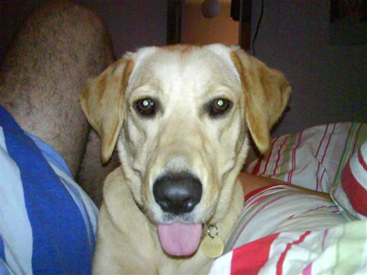 Golden retriever Molly billede 14