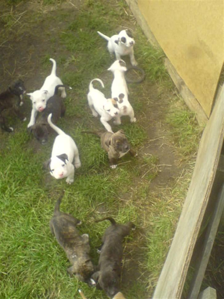 Amerikansk bulldog Buller - bullers nye små søskende  billede 14