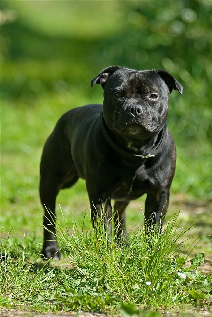 Staffordshire bull terrier zacco billede 1