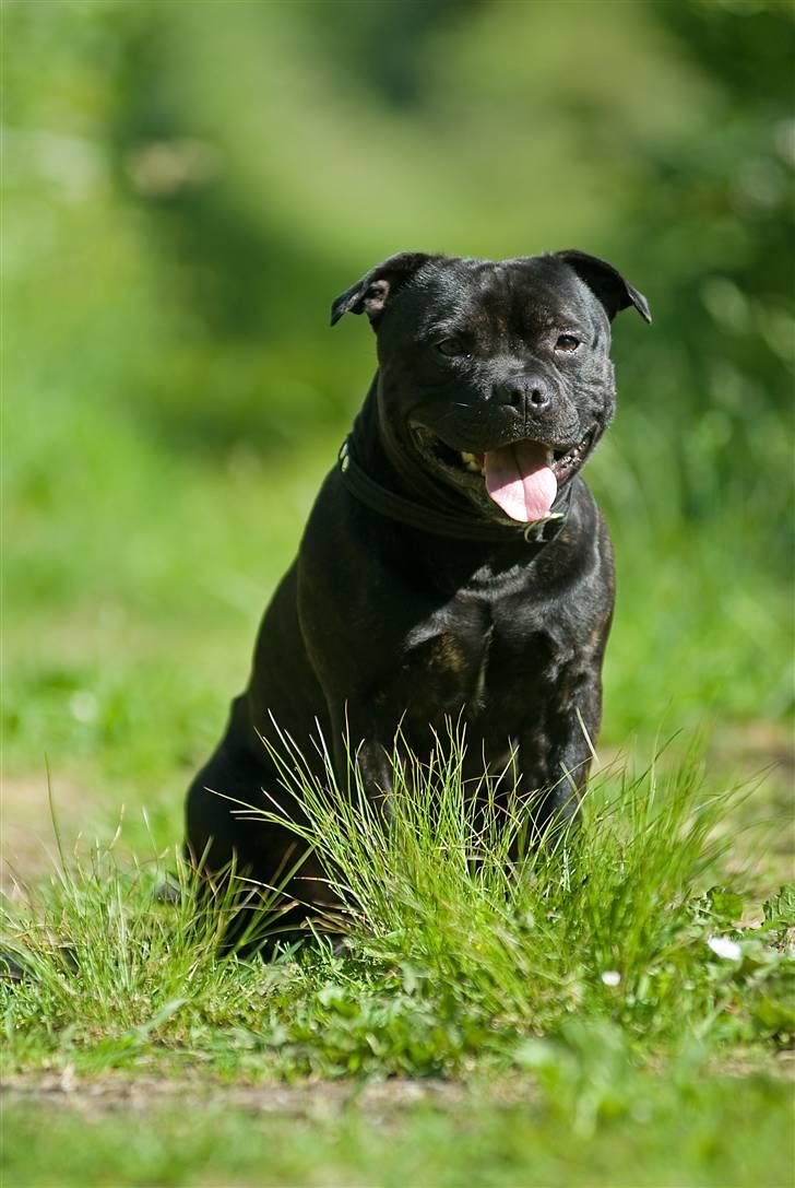 Staffordshire bull terrier zacco billede 2
