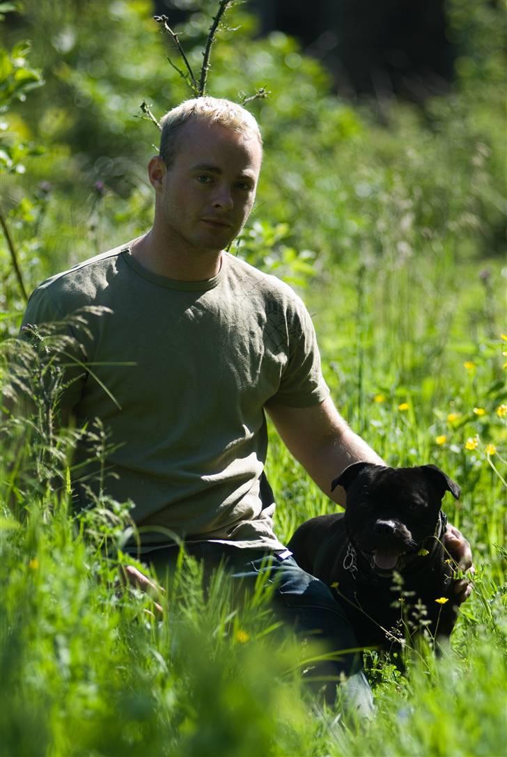 Staffordshire bull terrier zacco billede 3