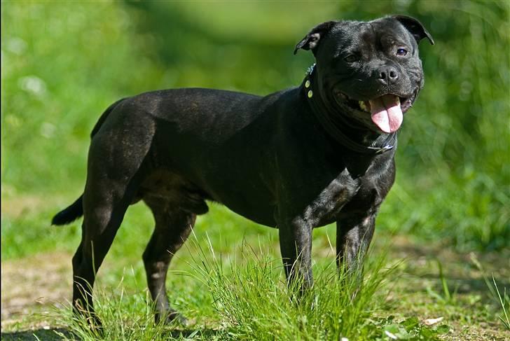 Staffordshire bull terrier zacco billede 4