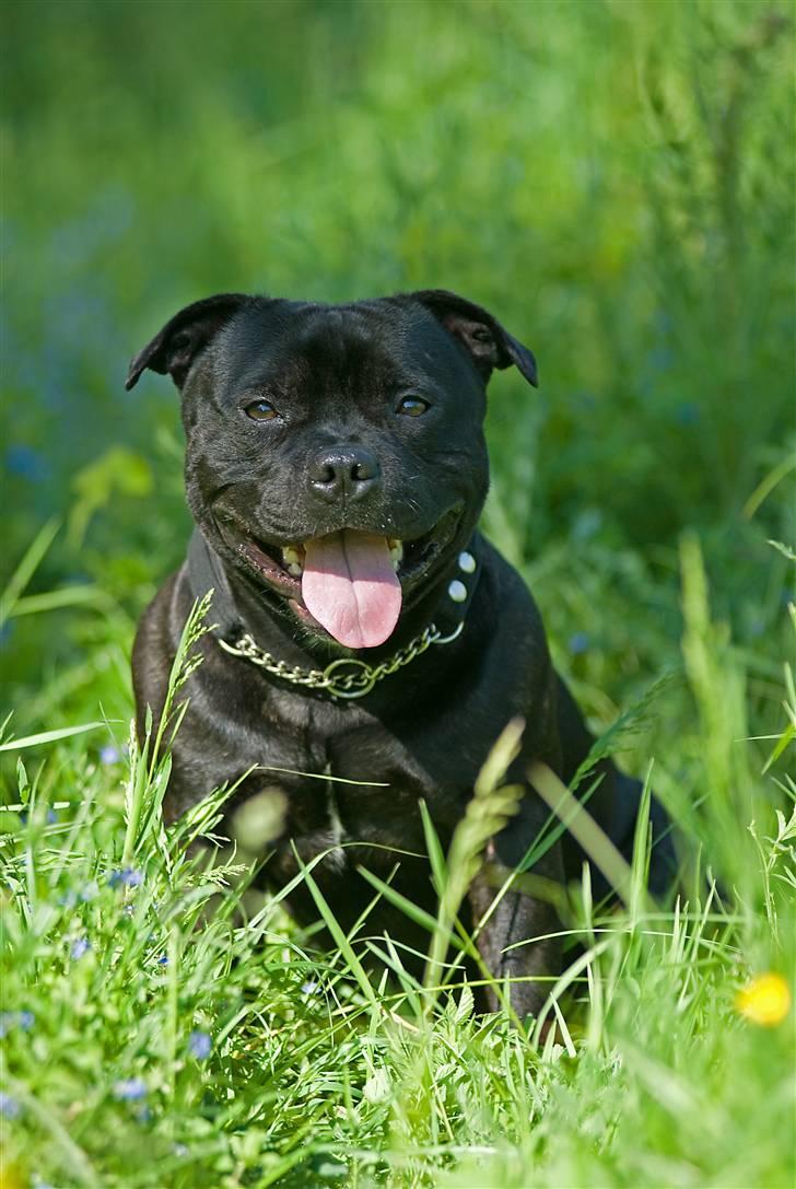 Staffordshire bull terrier zacco billede 5
