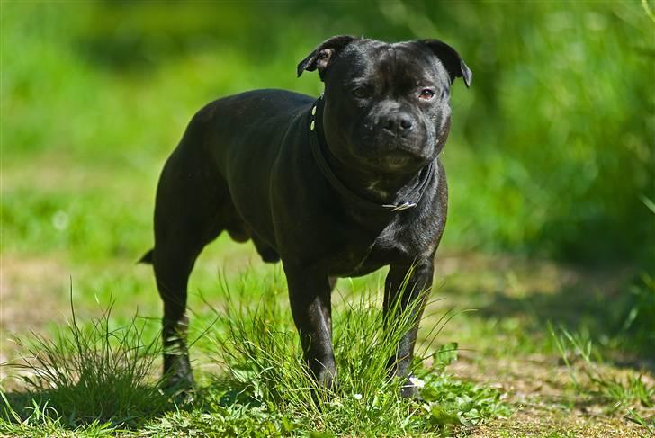 Staffordshire bull terrier zacco billede 6