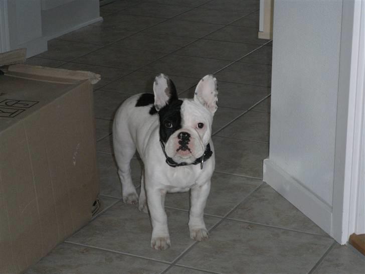 Fransk bulldog Tyson - 18 uger billede 15