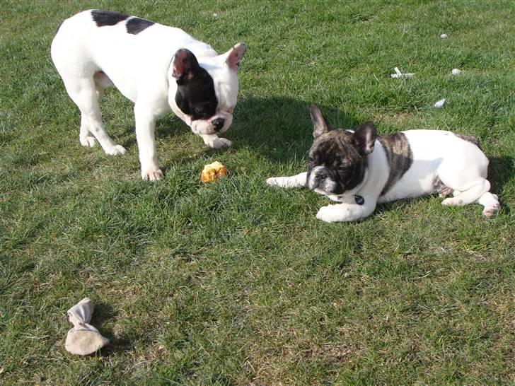 Fransk bulldog Tyson billede 16