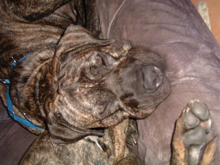 Dogo canario Tamlis Prince Luca R.I.P billede 10
