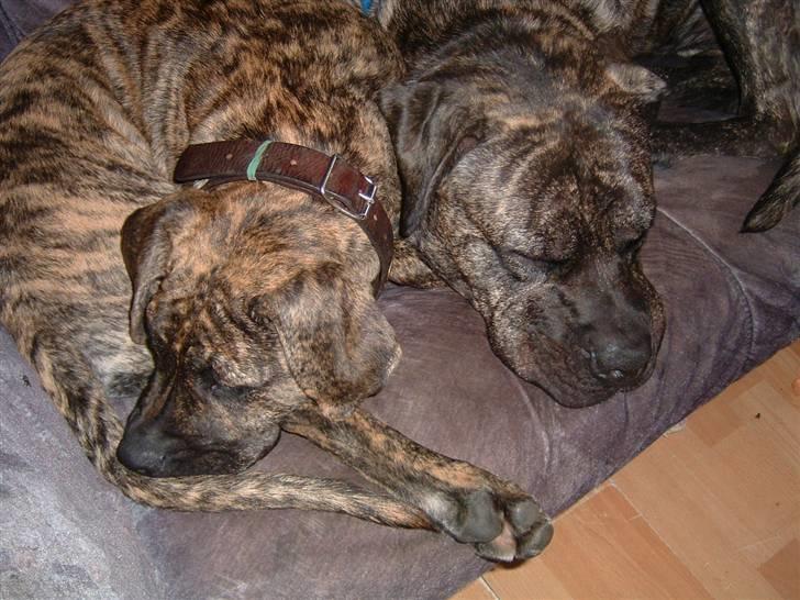 Dogo canario Tamlis Prince Luca R.I.P billede 11