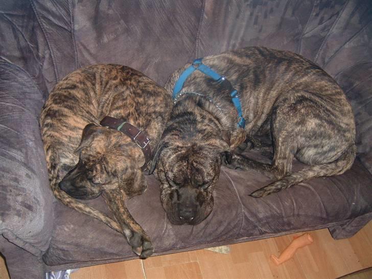 Dogo canario Leonardo (R.I.P) - To gode venner billede 14