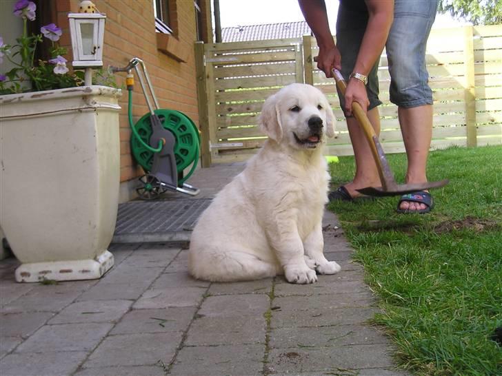 Golden retriever Marco - En af de første dage i det nye hjem, "hjælper" far med at lave løbegård billede 1