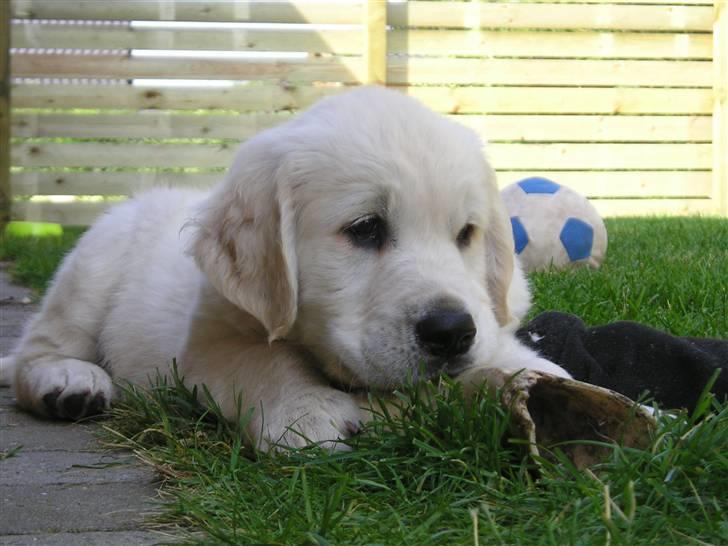 Golden retriever Marco billede 3