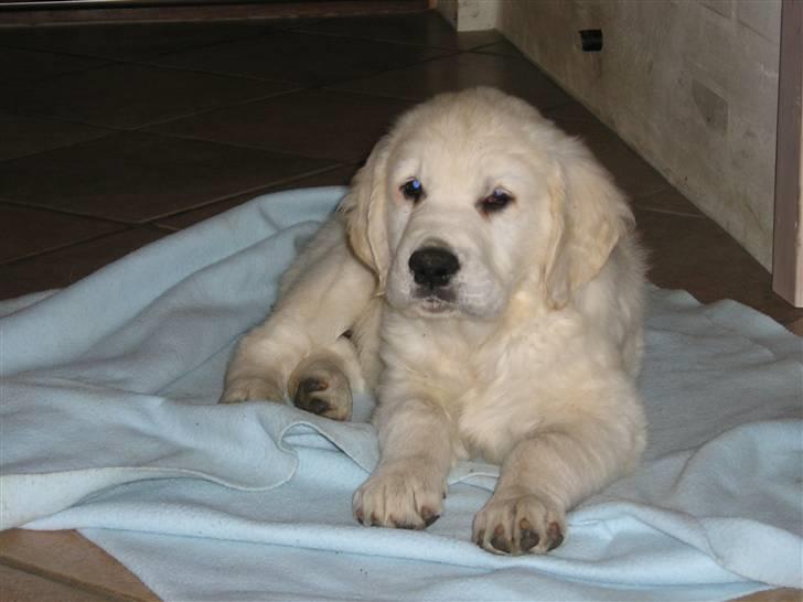 Golden retriever Marco billede 4