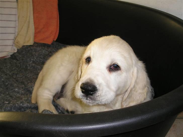 Golden retriever Marco billede 5