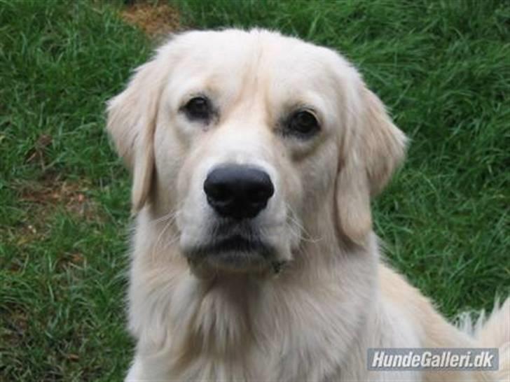 Golden retriever Basse - Jeg er bare dejlig. smiler billede 1