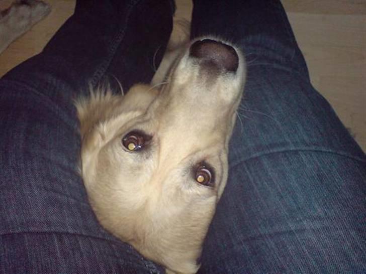 Golden retriever Basse - Dukkede lige op mellem benene på mor. hehe. hun kunne jo bare lade være med at kalde på mig. billede 2