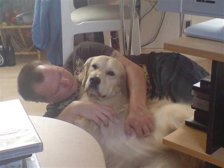 Golden retriever Basse - Jeg er meget glad for min far. han putter tit med mig. billede 3