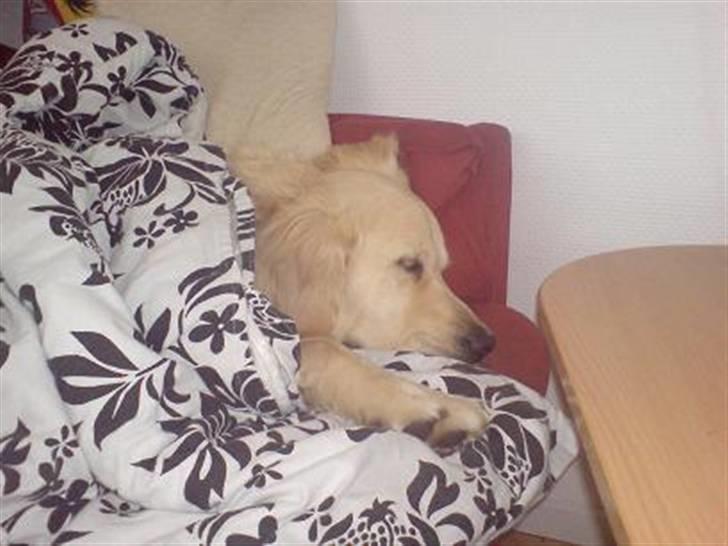 Golden retriever Basse - Jeg kan godt lide og sove. og mor synes jeg skulle have dyne på billede 4