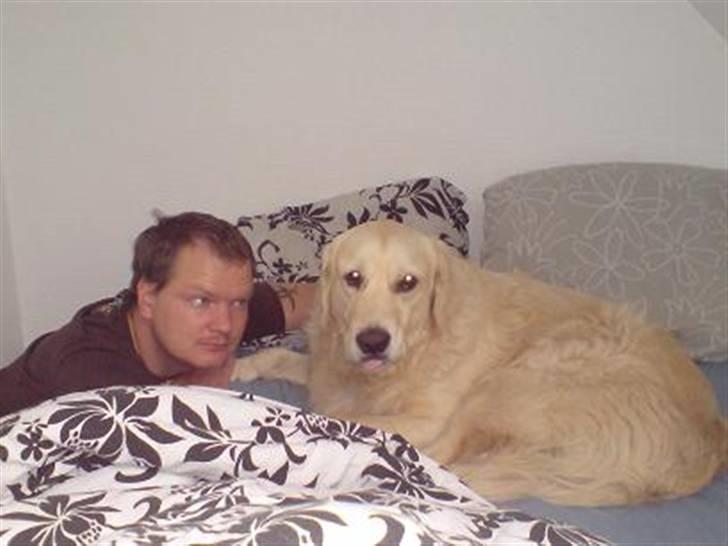 Golden retriever Basse - Jeg tog mig lige en lur, men far kom og vækkede mig. billede 5