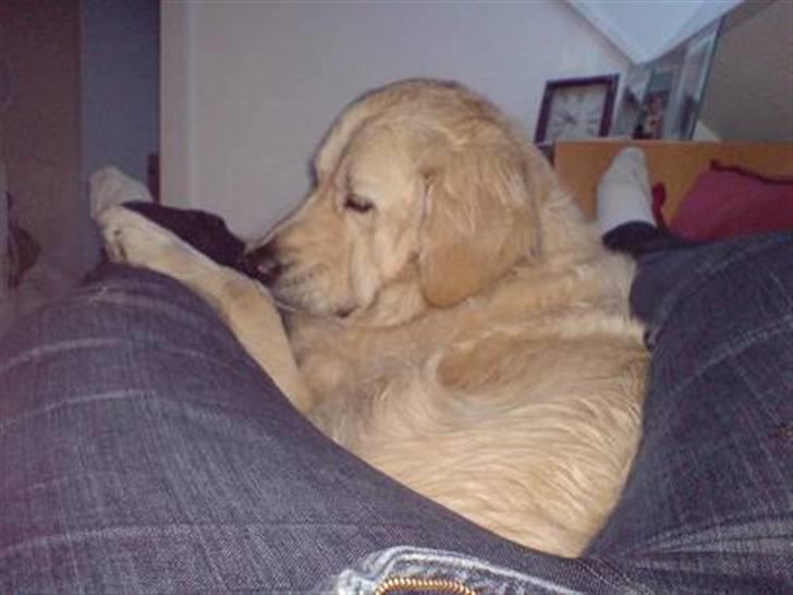 Golden retriever Basse - far tog på arbejde og bad mig passe på mor, så det gjorde jeg billede 6