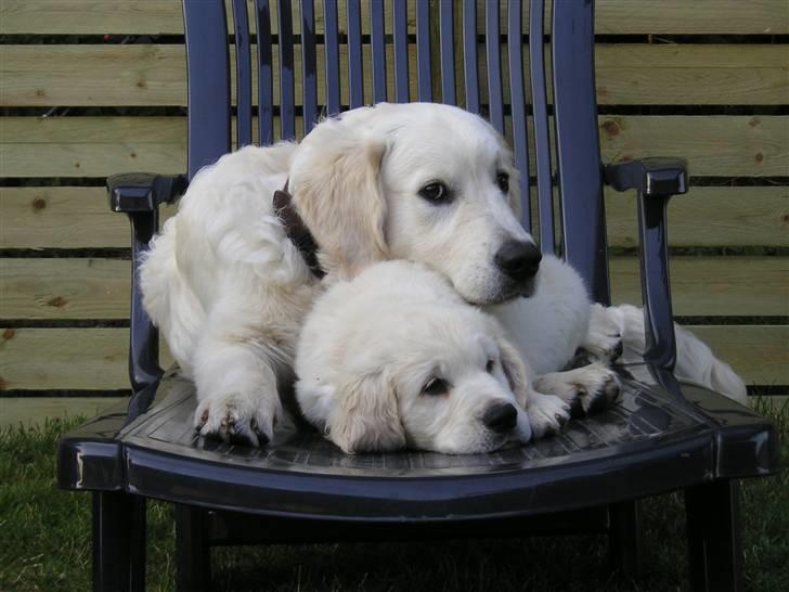 Golden retriever Louis - Nu er jeg 6 md. og har fået en lillebror Marco, ham passer jeg på billede 15
