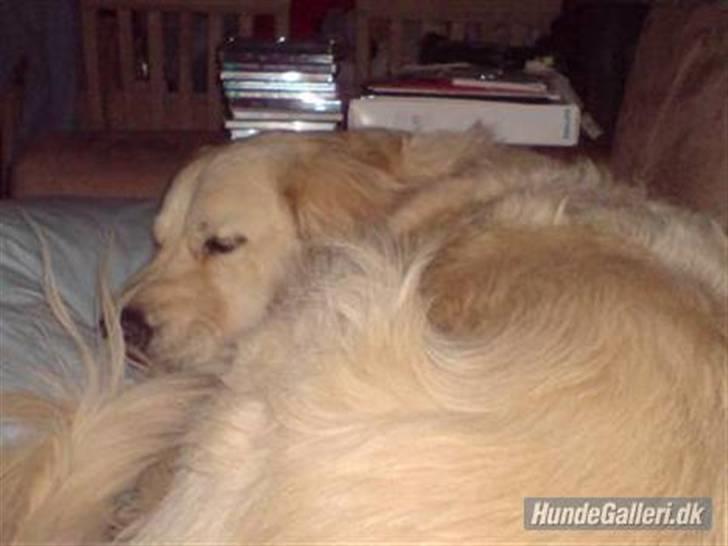 Golden retriever Basse - Jeg elsker at putte billede 7