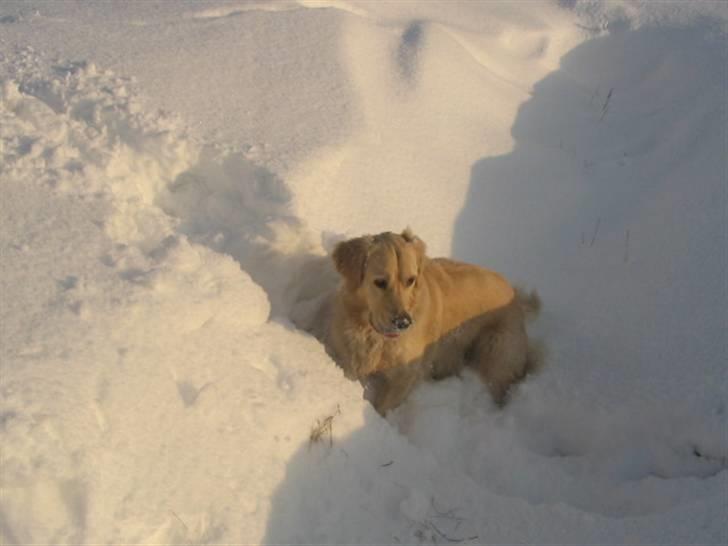Golden retriever Basse - Uhhh sne sne sne sne, jeg ELSKER sne.  billede 8
