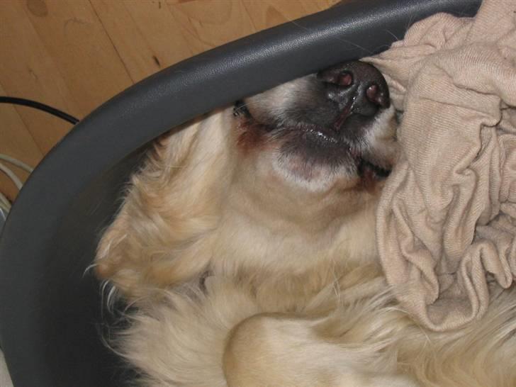 Golden retriever Basse - Hihi far nu har jeg bare gemt mig. billede 9