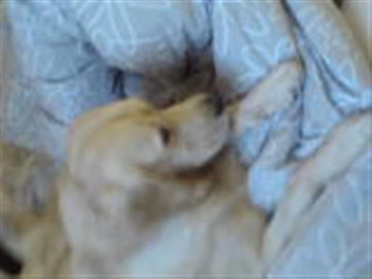 Golden retriever Basse - Ej mor jeg er altså lige vågnet billede 10