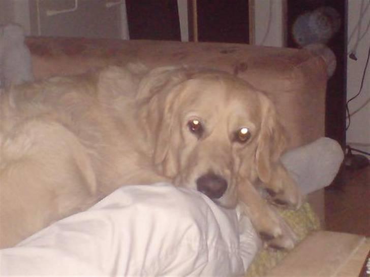 Golden retriever Basse - Er altså også træt i dag billede 11