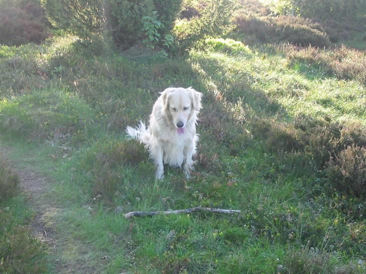 Golden retriever Basse - Far far far. kom nu kasten den. jeg skal nok hente den billede 12