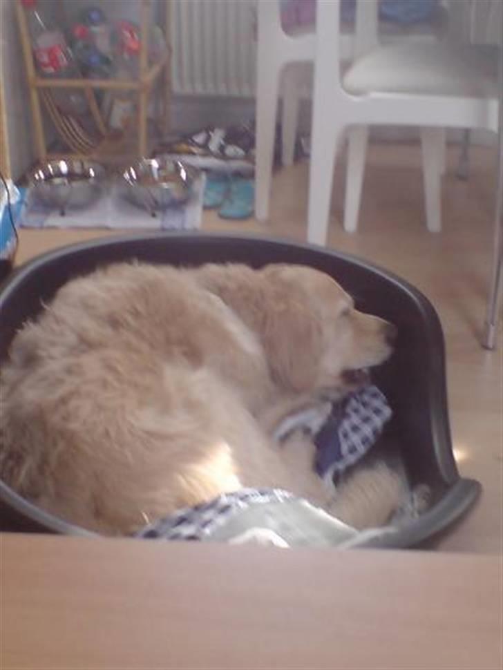 Golden retriever Basse - Jeg skal bare lige lukke øjnene lidt. billede 13